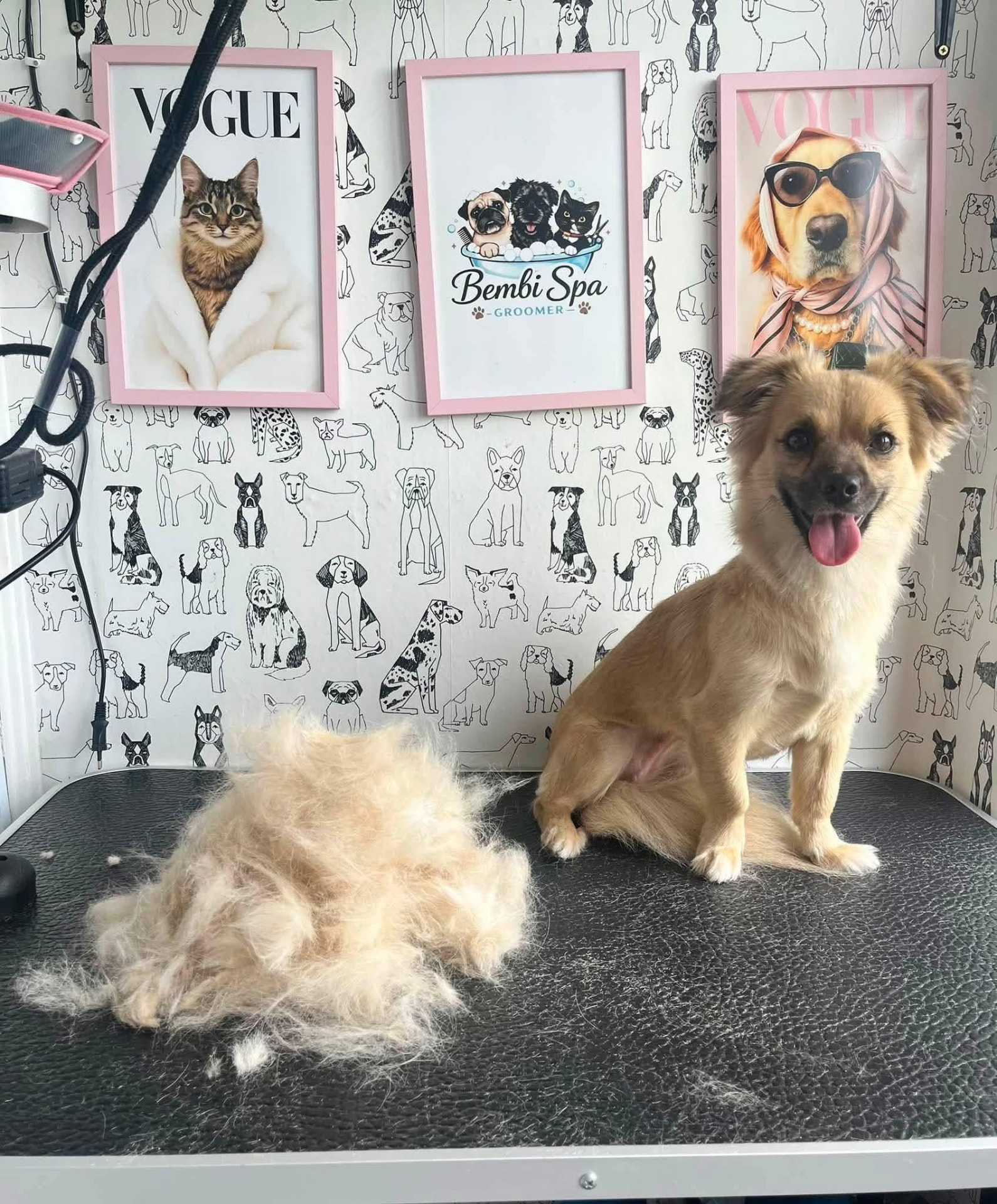 Bembi Spa Groomer atliktas darbas 3