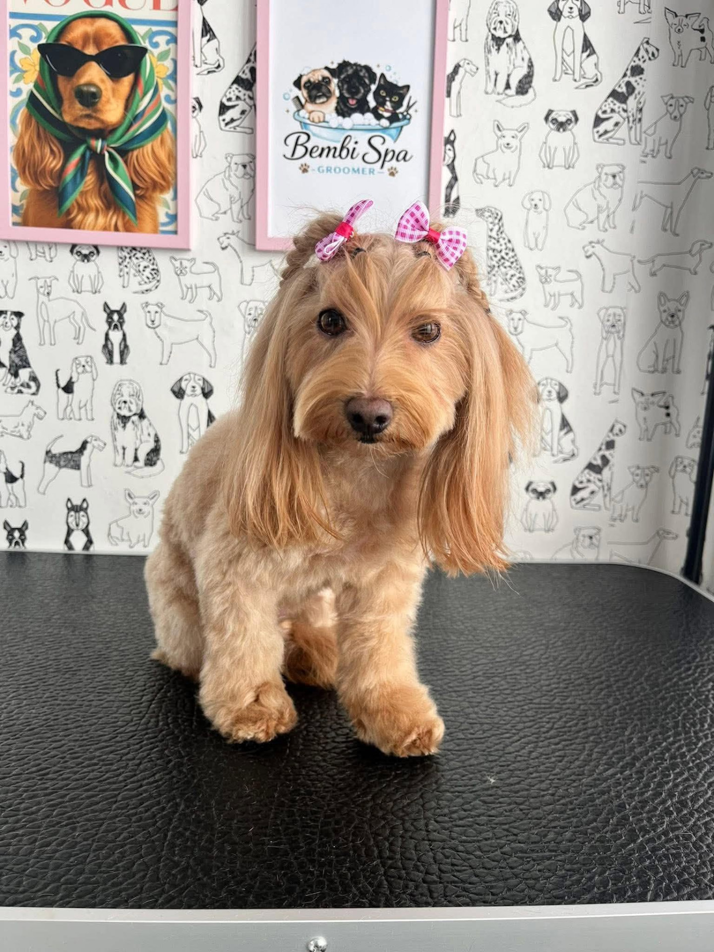 Bembi Spa Groomer atliktas darbas 5