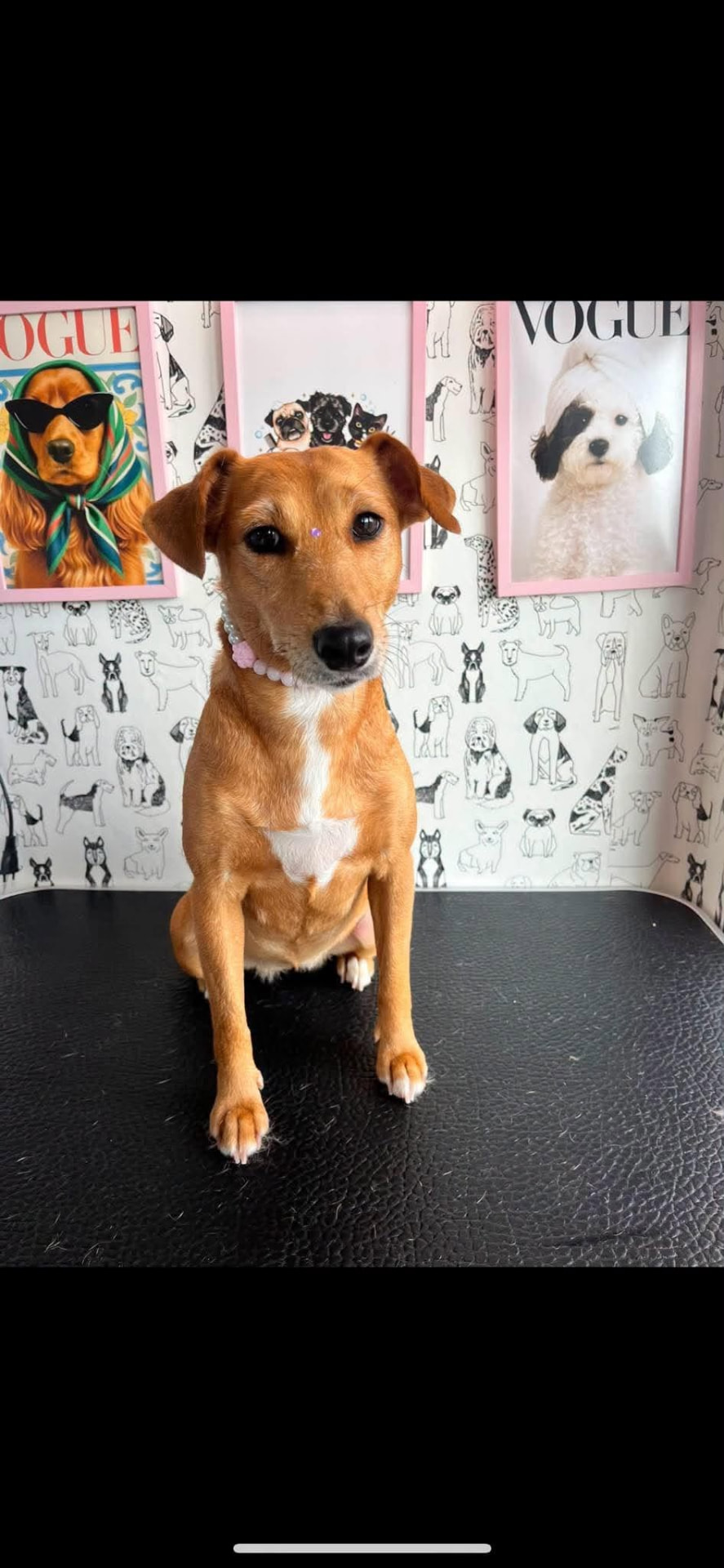 Bembi Spa Groomer atliktas darbas 4