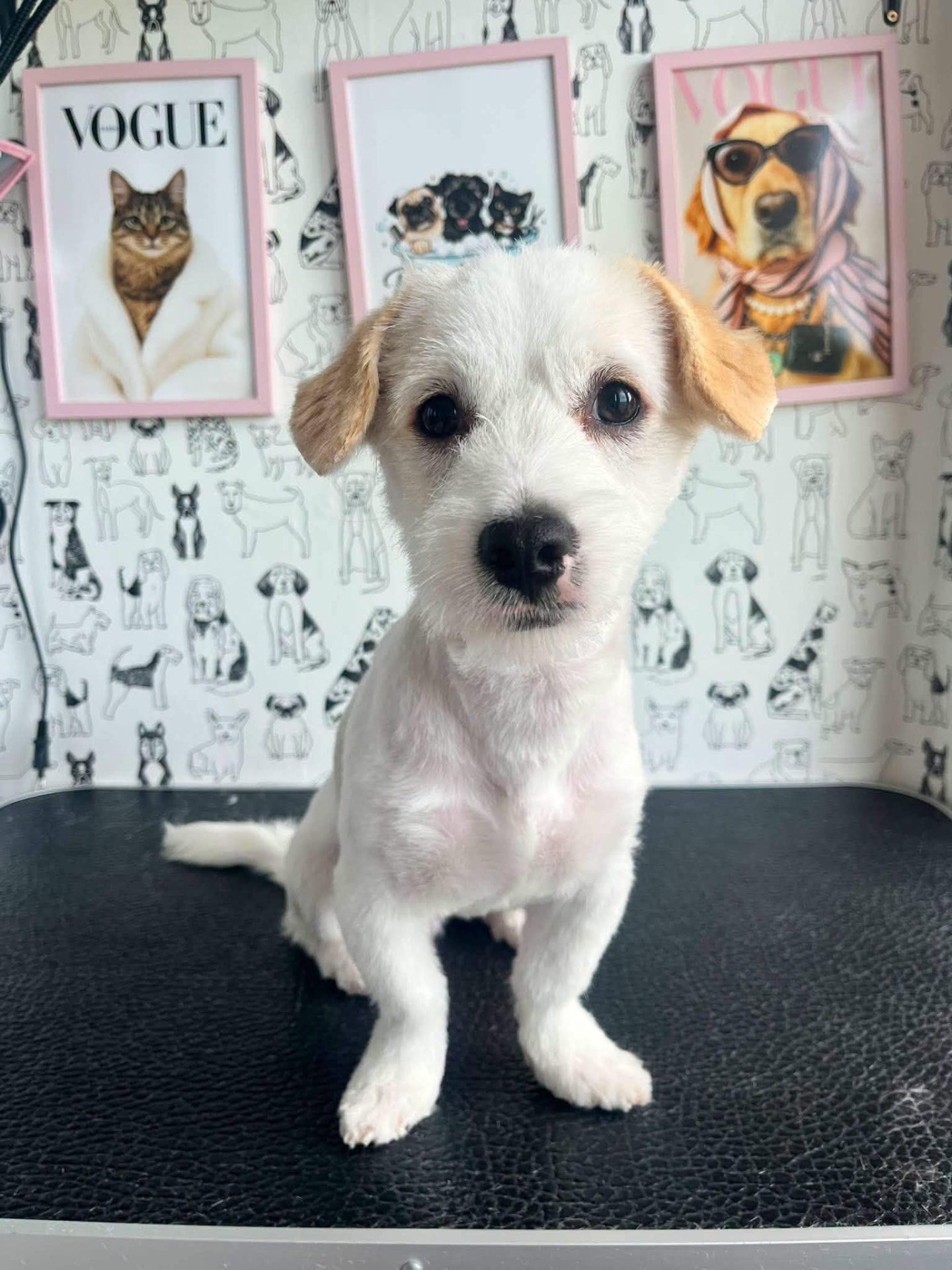 Bembi Spa Groomer atliktas darbas 1