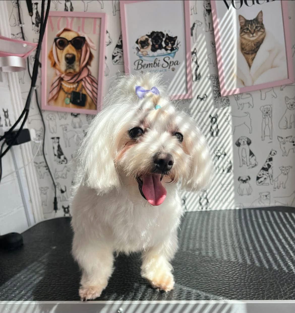 Bembi Spa Groomer atliktas darbas 6